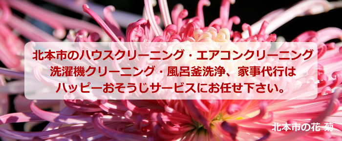 北本市の花 菊