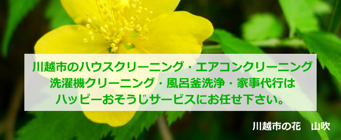 川越市の花 山吹