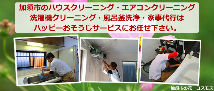加須市の花 コスモス