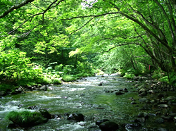 洗剤「天使の松」の特長