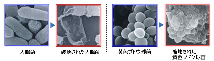 大腸菌、黄色ブドウ球菌の破壊の様子